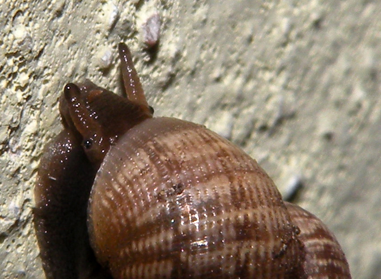 Pomatias elegans come  veramente